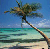 Palm Tree